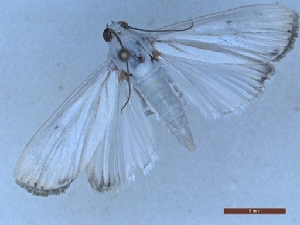  ( - LPRIG_CLV49213)  @11 [ ] CC-By (2025) Rodolphe Rougerie MNHN