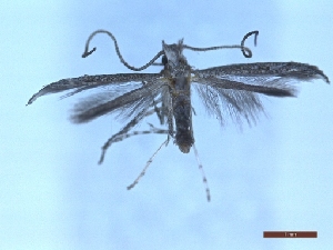  ( - LPRIG_CLV49240)  @11 [ ] CC-By (2025) Rodolphe Rougerie MNHN