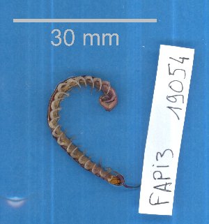  (Cormocephalus - 19054-FAPI3)  @11 [ ] Creative Commons (2025) Mathieu Coulis Research Collection of Mathieu Coulis