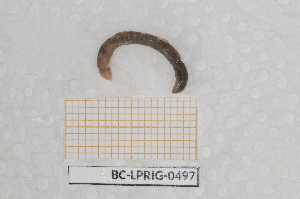  ( - BC-LPRIG-0497)  @11 [ ] by-nc-sa (2025) Thibaud Deca&euml;ns Universite Montpellier, CEFE Lab