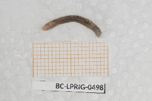  ( - BC-LPRIG-0498)  @11 [ ] by-nc-sa (2025) Thibaud Deca&euml;ns Universite Montpellier, CEFE Lab