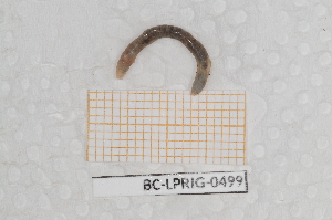  ( - BC-LPRIG-0499)  @11 [ ] by-nc-sa (2025) Thibaud Deca&euml;ns Universite Montpellier, CEFE Lab