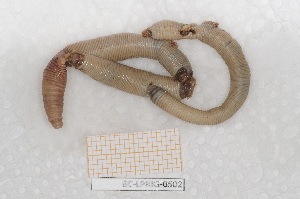  ( - BC-LPRIG-0502)  @11 [ ] by-nc-sa (2025) Thibaud Deca&euml;ns Universite Montpellier, CEFE Lab