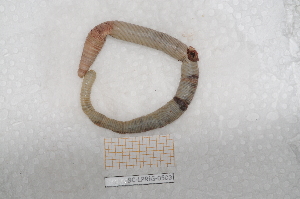  ( - BC-LPRIG-0503)  @11 [ ] by-nc-sa (2025) Thibaud Deca&euml;ns Universite Montpellier, CEFE Lab