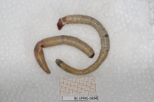  ( - BC-LPRIG-0504)  @11 [ ] by-nc-sa (2025) Thibaud Deca&euml;ns Universite Montpellier, CEFE Lab