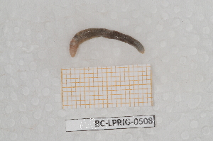  ( - BC-LPRIG-0508)  @11 [ ] by-nc-sa (2025) Thibaud Deca&euml;ns Universite Montpellier, CEFE Lab