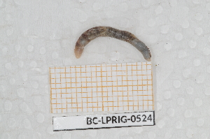  ( - BC-LPRIG-0524)  @11 [ ] by-nc-sa (2025) Thibaud Deca&euml;ns Universite Montpellier, CEFE Lab