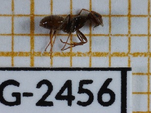  (Camponotus pittieri - BC-LPRIG-2456)  @11 [ ] CC-By (2025) Rodolphe Rougerie MNHN