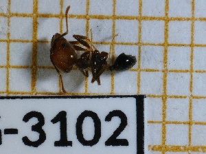  (Pheidole kukrana - BC-LPRIG-3102)  @11 [ ] CC-By (2025) Rodolphe Rougerie MNHN