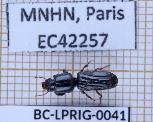  ( - BC-LPRIG-0041)  @11 [ ] CC-By (2025) Rodolphe Rougerie MNHN