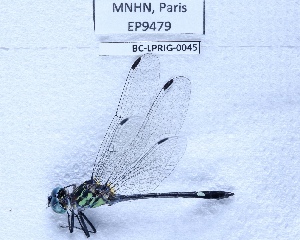  ( - BC-LPRIG-0045)  @11 [ ] CC-By (2025) Rodolphe Rougerie MNHN