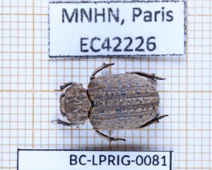  ( - BC-LPRIG-0081)  @11 [ ] CC-By (2025) Rodolphe Rougerie MNHN
