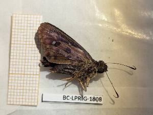  (Polygonus savigny punctus - BC-LPRIG-1808)  @11 [ ] CC-By (2025) Rodolphe Rougerie MNHN