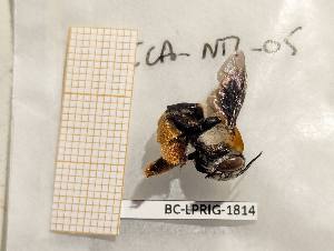  ( - BC-LPRIG-1814)  @11 [ ] CC-By (2025) Rodolphe Rougerie MNHN