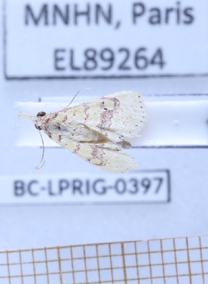  ( - BC-LPRIG-0397)  @11 [ ] CC-By (2025) Rodolphe Rougerie MNHN