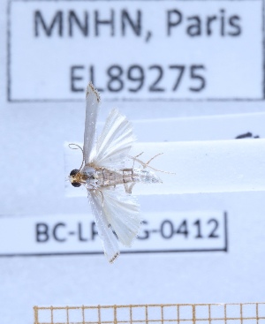  ( - BC-LPRIG-0412)  @11 [ ] CC-By (2025) Rodolphe Rougerie MNHN