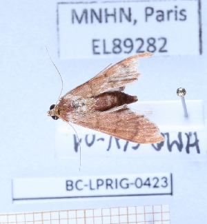  ( - BC-LPRIG-0423)  @11 [ ] CC-By (2025) Rodolphe Rougerie MNHN