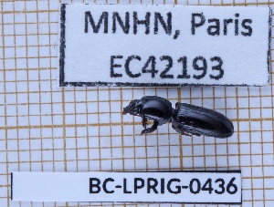  (Clivina tuberculata - BC-LPRIG-0436)  @11 [ ] CC-By (2025) Rodolphe Rougerie MNHN