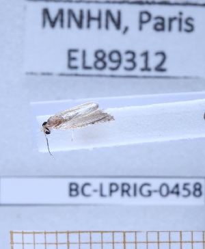  ( - BC-LPRIG-0458)  @11 [ ] CC-By (2025) Rodolphe Rougerie MNHN