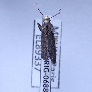  ( - BC-LPRIG-0688)  @11 [ ] CC-By (2025) Rodolphe Rougerie MNHN