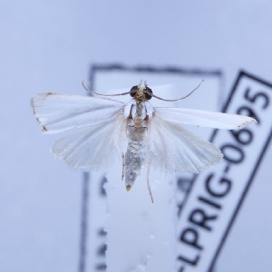  ( - BC-LPRIG-0695)  @11 [ ] CC-By (2025) Rodolphe Rougerie MNHN