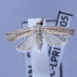  ( - BC-LPRIG-0705)  @11 [ ] CC-By (2025) Rodolphe Rougerie MNHN