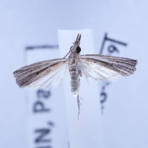  ( - BC-LPRIG-0729)  @11 [ ] CC-By (2025) Rodolphe Rougerie MNHN