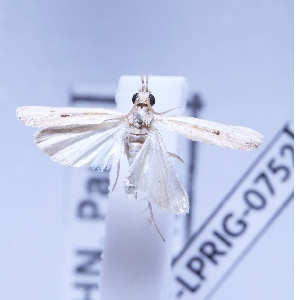  ( - BC-LPRIG-0752)  @11 [ ] CC-By (2025) Rodolphe Rougerie MNHN