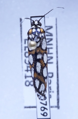  ( - BC-LPRIG-0769)  @11 [ ] CC-By (2025) Rodolphe Rougerie MNHN