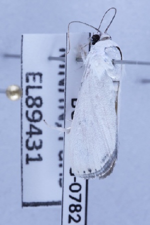  ( - BC-LPRIG-0782)  @11 [ ] CC-By (2025) Rodolphe Rougerie MNHN