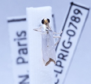  ( - BC-LPRIG-0789)  @11 [ ] CC-By (2025) Rodolphe Rougerie MNHN