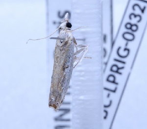  ( - BC-LPRIG-0832)  @11 [ ] CC-By (2025) Rodolphe Rougerie MNHN