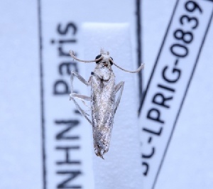  ( - BC-LPRIG-0839)  @11 [ ] CC-By (2025) Rodolphe Rougerie MNHN