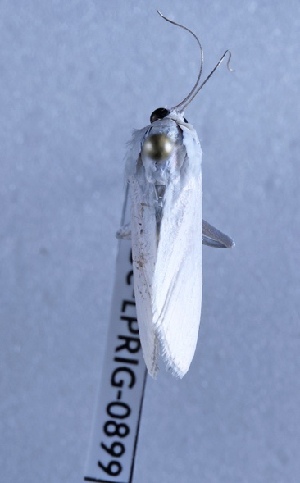  ( - BC-LPRIG-0899)  @11 [ ] CC-By (2025) Rodolphe Rougerie MNHN