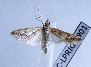  ( - BC-LPRIG-0901)  @11 [ ] CC-By (2025) Rodolphe Rougerie MNHN