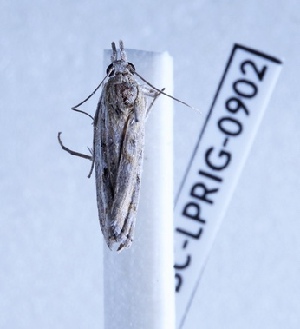  ( - BC-LPRIG-0902)  @11 [ ] CC-By (2025) Rodolphe Rougerie MNHN