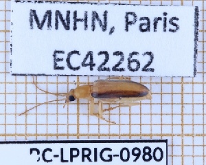  ( - BC-LPRIG-0980)  @11 [ ] CC-By (2025) Rodolphe Rougerie MNHN