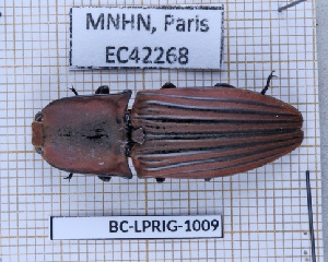  ( - BC-LPRIG-1009)  @11 [ ] CC-By (2025) Rodolphe Rougerie MNHN