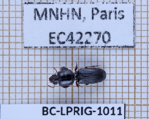  ( - BC-LPRIG-1011)  @11 [ ] CC-By (2025) Rodolphe Rougerie MNHN