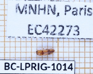  ( - BC-LPRIG-1014)  @11 [ ] CC-By (2025) Rodolphe Rougerie MNHN