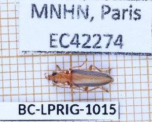  ( - BC-LPRIG-1015)  @11 [ ] CC-By (2025) Rodolphe Rougerie MNHN
