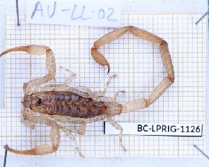  (Isometrus - BC-LPRIG-1126)  @11 [ ] CC-By (2025) Rodolphe Rougerie MNHN