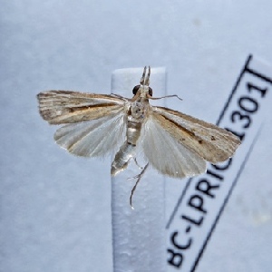  ( - BC-LPRIG-1301)  @11 [ ] CC-By (2025) Rodolphe Rougerie MNHN