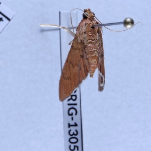  ( - BC-LPRIG-1305)  @11 [ ] CC-By (2025) Rodolphe Rougerie MNHN