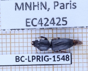  (Clivina tuberculata - BC-LPRIG-1548)  @11 [ ] CC-By (2025) Rodolphe Rougerie MNHN