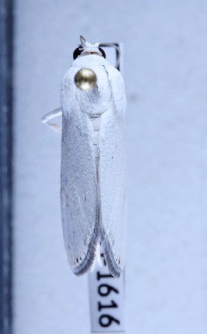  ( - BC-LPRIG-1616)  @11 [ ] CC-By (2025) Rodolphe Rougerie MNHN