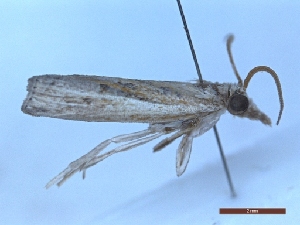  ( - BC-LPRIG-1678)  @11 [ ] CC-By (2025) Rodolphe Rougerie MNHN