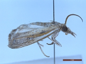  ( - BC-LPRIG-1683)  @11 [ ] CC-By (2025) Rodolphe Rougerie MNHN