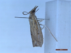  ( - BC-LPRIG-1700)  @11 [ ] CC-By (2025) Rodolphe Rougerie MNHN