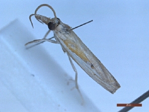  ( - BC-LPRIG-1703)  @11 [ ] CC-By (2025) Rodolphe Rougerie MNHN